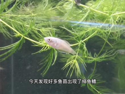 鱼苗缩鳍针尾怎么治,三种方法哪种效果最好?现场实测。#养鱼 #热带鱼 #养鱼日记 #国斗 #斗鱼 #冷水鱼