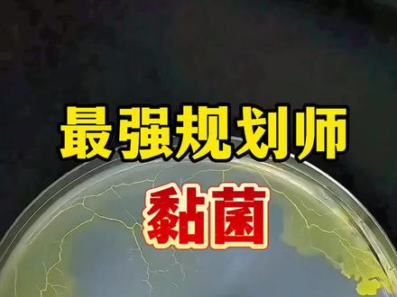 最强规划师“黏菌” #黏菌 #自然奇观 #脚气 #微观世界#延时摄影