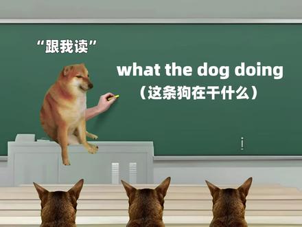 “我的刀盾”#猫meme #抽象 #我的刀盾