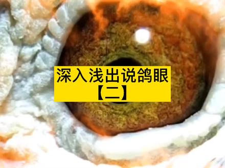 深入浅出说鸽眼(二),浅谈8种不同眼砂适飞的不同天气,鸽友们可以参考👊#上热门 #养鸽小技巧 #养鸽子 #赛鸽知识讲解 #赛鸽资讯 #信鸽赛鸽 #神奇动物在抖音 #赛鸽欣赏