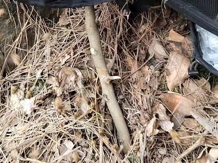老王还是新王??感觉来蜂率不行啊😂今天清理20来个桶只有4桶来蜂!不过接下来才是见证奇迹的时候,因为接下来的几天才是分蜂高峰期4.月7~8号到4月15号左右!#诱蜂#诱蜂桶