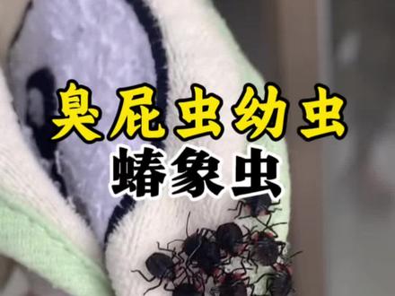 衣服上的白壳千万别碰!是臭屁虫卵 最近有没有在衣服或者被子上发现这种白色的虫卵壳?或是发现了黑色像蜘蛛一样的虫子,还会陆续出现?这就是臭屁虫的幼虫。
每年三到五月,正是臭屁虫的繁殖高峰期。这种爱往家里钻的臭屁虫,其实就是椿象。它们喜欢把卵产在晾晒的衣服、阳台、窗纱上,还会直接飞入家中,藏在沙发、床铺等棉质物品上。一次产卵就有十四颗,二到五天就会孵化成幼虫,一窝刚好十四只。
所以,当你在家里发现虫卵壳或是幼虫的时候,往往意味着臭屁虫已经在家里扩散开来了。千万注意不要直接触碰虫卵或者幼虫。
不管是臭屁虫幼虫还是成虫,都会释放出带有腐蚀性的臭液。一旦接触皮肤,容易出现灼伤、刺痛、红肿的情况,而且臭液气味浓烈,经久不散。#臭屁虫 #臭屁虫卵 #臭屁虫杀虫剂 #臭屁虫泛滥 #床上怎么会有臭屁虫卵