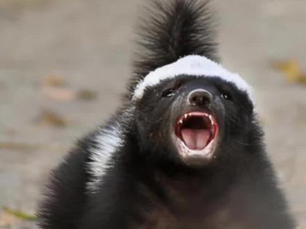 平头哥遭遇黑曼巴蛇偷袭,最终他顺利挺过,恢复如初#动物世界 #看动物世界品百味人生 #蜜獾