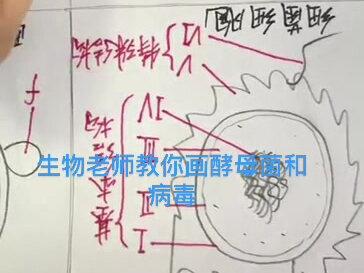 生物老师教你画酵母菌和病毒结构示意图