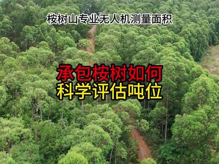 承包桉树如何科学评估吨位?#桉树测量 #桉树 #桉树种植 #无人机测量 #桉树高产