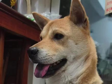 熬了一个通宵,见证了新生命的诞生,大黄辛苦了!大黄你太伟大了!#狗狗生了 #中华田园犬 #重庆大黄 #报喜了