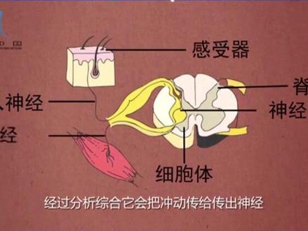 #科普#热点#人体 #反射弧 #原理 #神经
