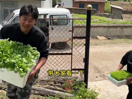 东北晚春菜园里辣椒是咋种的? #我的乡村生活 #种辣椒