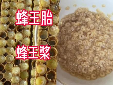 蜂王胎和蜂王浆是怎么来的?#张同学 #蜂王浆 #蜂王胎