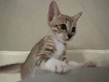 你不洗澡你很牛逼是吗 #猫崽 #猫 #猫宝宝 #小猫宝宝