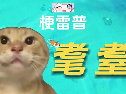 耄耋是什么?#圆头耄耋