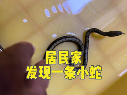 居民家又发现一条小蛇。。。。。。#神奇的大自然 #动物科普# #巨好玩计划 #蛇 @湖北消防 #野生动物保护#遇到事情不要慌
