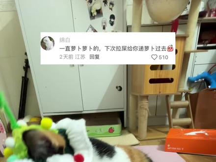 这一看就是会的!!!#纸巾萝卜挑战 #纸巾萝卜 #猫 #小猫日记