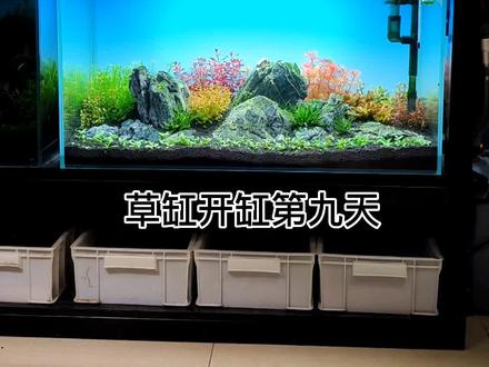 虾刚到家千万不要直接泡袋
#水草造景 #黑壳虾 #Vlog日常