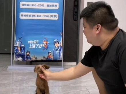 #看一遍笑一遍 #这狗成精了 #泰迪🐻 #训犬 摸摸哥不但会训犬还会中国功夫太秀了吧哈哈哈@摸摸哥 #狂犬疫苗