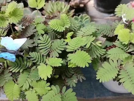 含羞草的生长习性和养护方法 #含羞草 #有认识的吗