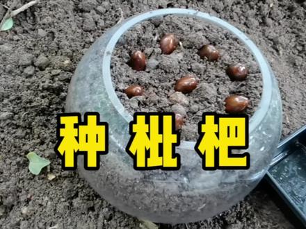 吃剩的枇杷核不要扔,种下去就能收获一盆漂亮的绿植#第15个全国防灾减灾日 #种枇杷 #防空警报