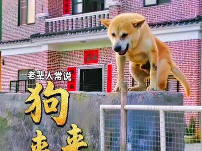 老辈人常说狗来财猫来福 #养宠进阶指南 #猫狗驱虫 #养宠知识分享#养宠技术#狗