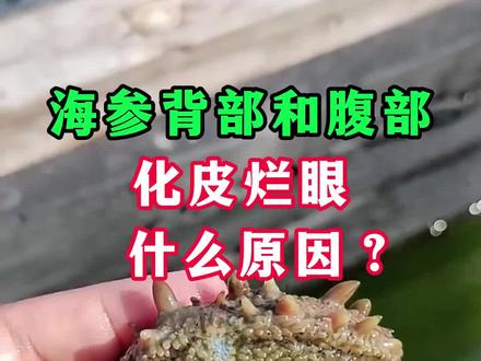 海参背部和腹部化皮烂眼什么原因?#海参养殖 #海参 #海参养殖技术 #工厂化养殖