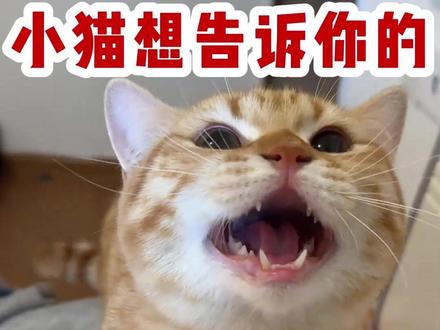 小猫想告诉你的那些事 #新手养猫 #养猫经验分享 #科学养猫 #小猫的心思 #猫咪