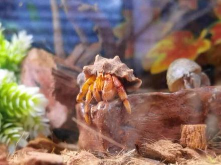 冬日养蟹指南,你值得拥有#寄居蟹 #寄居蟹的日常