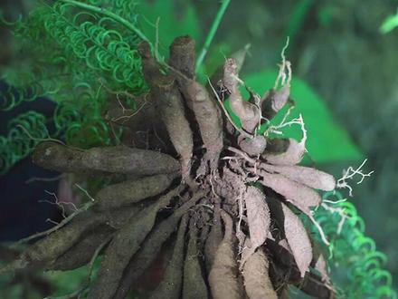 天冬又叫天门冬,是山里常见的野生植物,如今80元一斤,你们知道他的用途吗#新农人计划2021 #我的乡村生活 #天冬 #天门冬