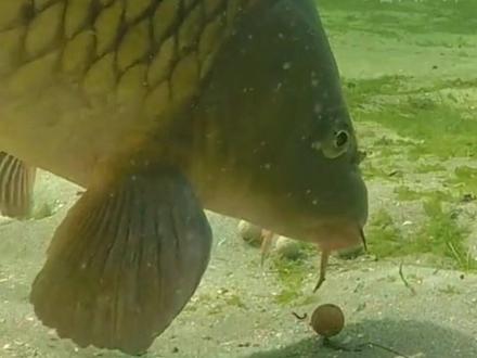 鲤鱼吃钩全过程,钓鲤鱼一定要钓底吗?翻翻我的视频,会颠覆你对钓鲤鱼的认知#钓鱼 #春风户外 #2022dou来钓鱼 #野钓