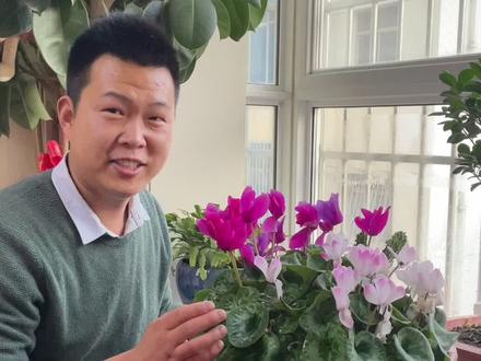 #dou➕小助手 #爱生活爱养花 让仙客来亲一下,就能结种子的妙招