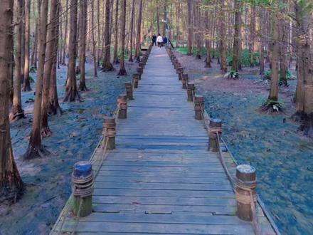 11月初开着蓝山去了一趟崇州桤木河湿地公园,水杉树现在应该更好看了。离羊马河银杏园也不远,值得一看。#蓝山upup #桤木河湿地公园