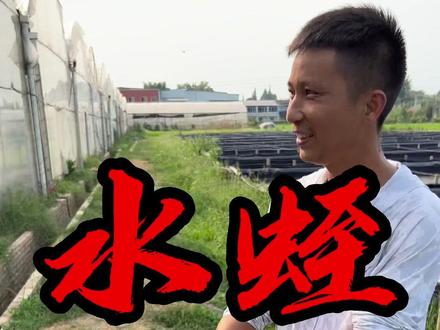没点专业技术能力还真不能养水蛭,虽然它挺值钱。#抖音助农 #新农人计划 #养殖