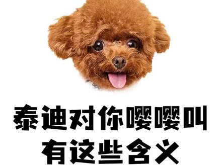 泰迪对你嘤嘤叫,有这些含义!#萌宠出道计划 #狗狗成精了 #毛孩子搞笑日常