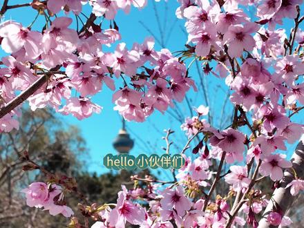 玉渊潭樱花节·保姆级攻略 🌸 核心攻略要点
【最佳入园路线·北门进】
根据实地体验和官方信息,强烈建议从北门进入 :
北门位置:海淀区阜成路航天桥东侧,海军总医院西侧路往南
公交:612路、121路至马神庙站下车
优势:北门进入后右拐,几步路就到达樱花园核心区,避开东门、西门的大人流
【樱花实况·花期预报】
当前花情:北门进去右拐的几棵早樱已盛开,但樱花大道两侧大部分樱花还是花骨朵,后续会陆续绽放
花期跨度:3月18日一直持续到4月底,早、中、晚樱次第开放,每次去都有不同品种盛开
今年亮点:首次亮相的早樱品种“香妃”,自带清甜香气,集中在樱花大草坪区域 。
【樱花文创·今年上新】
今年文创全面升级,值得打卡 :
第十一代樱花冰淇淋:花瓣造型更精致,清甜口感,春日打卡必备
限定法式甜品:“甜心小樱”“绯樱之恋”“圆圆樱酱”三款,在小樱商店咖啡角
全新IP“樱小北”:以园内明星鸟类“北长尾山雀”为原型,萌态十足,全新文创系列
文创小程序上线:动动手指就能买到心仪好物
【特色美食·今年升级】
餐饮供给大幅提升 :
特色美食区:公园增设特色美食区和地方特产区
钓鱼台大酒店进驻:精品咖啡、樱花季限定甜品、新派茶饮首次进驻玉渊潭
机器人调饮:Robo Space机器人调饮师空降中堤南口,全自动化制作,新奇体验
原有餐饮:4处餐饮空间同步开放
【游玩信息】
门票:活动期间全价票10元/人次,半价票5元/人次
购票:“畅游公园”或“玉渊潭公园5G”微信小程序提前购票
时间:6:00开园,21:00停止入园,21:30闭园
错峰建议:持年票游客建议上午9:00前或下午16:00后入园,避开高峰
#玉渊潭赏樱攻略 #北京赏花#北京周末去哪儿 #武汉樱花 #北京春日游玩攻略 @DOU+小助手 @DOU+上热门