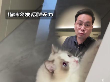 猫咪突然后腿无力可能是和粮有关 #新手养猫 #猫咪瘫痪 #养猫知识 #科学养宠攻略 #给春日养宠支个招