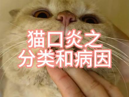 猫口炎详解(一)分类与病因#兽医 #流浪猫 #猫 #猫口炎 #宠物