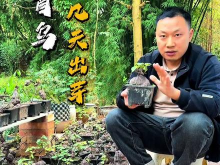 何首乌几天能发芽?其实方法就这么简单,看看小伙是怎么种的 #新农人计划 #养花小知识 #何首乌盆景 #抖音生活观察计划 #园艺