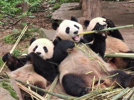 含着泪剪辑完了蕊家视频 蕊蕊作为年轻的新手妈妈,真的很棒了,对于亲女儿紫蕊和干儿子傲客,根据两个孩子不同的性别和性格针对性培育,把两个孩子都养得特别棒,你的智慧和情商,是我们所不能比的,所以为什么还会有人去忍心责备你!咬崽也非你所愿,而且你是很爱很爱亲女儿紫蕊的,并不是只咬蕊崽不咬贤崽,分开头一天先咬的弟弟后姐姐救了弟弟,奶妈也一直在观察,况且最近你一直都很烦躁,你都努力在克制自己,但是最终也败给了身体的激素水平!23级最后分开的家庭,很幸福了!我们也很满足了!你可以好好休养了,把圆圆的脸养回来,把完美的屁股养好,两个崽崽也要好好相互陪伴成长,好好吃饭平安健康长大!姨姨想说想表达的话很多,却绝不是短短一分多钟的视频能表达完的,会继续陪伴你们,感恩遇见!#大熊猫蕊蕊 #大熊猫紫蕊 #大熊猫傲客 #聪呀看大熊猫