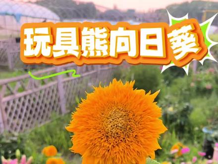 今年花园C位!玩具熊向日葵,好看又好养!#爱生活爱养花