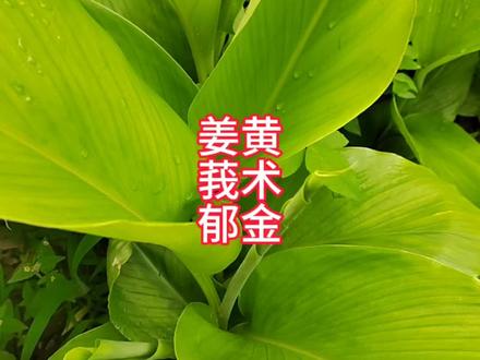 植物名称:姜黄、莪术、郁金#植物科普