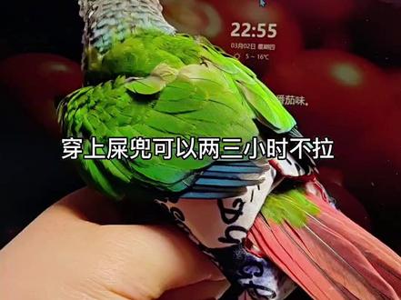自己做了个屎兜给鹦鹉,小鸡真的太可爱了,如果不会拉屎简直就是完美。做了一串屎兜可以用很久了哦!#鹦鹉屎兜 #宠物尿不湿 #特立独行宠物召集令 #记录宠物的日常生活 #我的手工日常