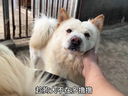 小白是个不会表达感情的狗子 #中华田园犬 #萌宠的生活很快活 #养宠人的治愈谁懂啊 #黄狗白面金不换 #如果狗狗会说话