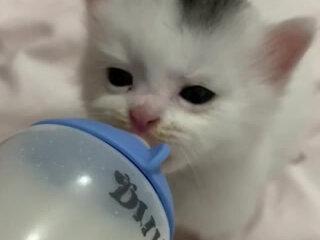 小家伙终于长大了 你的小家伙呢#萌宠宠宠 #猫咪的视频 #可爱的小猫猫 #naimi奶咪 #宠物猫咪