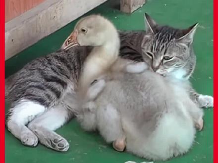 猫妈妈收养了被遗弃的小鹅,结局太暖了吧 #万物皆有灵性 #猫咪的迷惑行为 #动物的迷惑行为 #猫