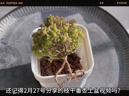 枝干番杏到底能不能脱土种植?脱土后如何让它快速发根?快来看看我的多肉发根vlog. 💕 #多肉如何养护 #创作者中心 #创作灵感 #枝干番杏 #多肉种植