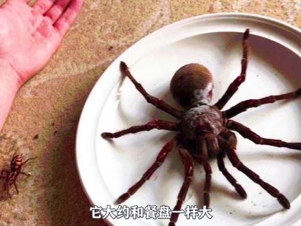 世界上最大的蜘蛛,以鸟类为食的蜘蛛界王者——歌利亚巨人食鸟蛛