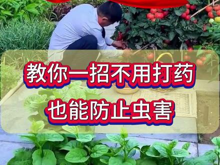 教你一招在家就能自制的蔬菜杀虫剂配方,没有残留,绿色又环保,不用再打农药了。#农业种植技术 #杀虫 #农业种植 #蔬菜管理技术 #蔬菜种植小技巧 #蔬菜增产