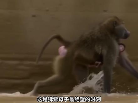 它拼尽一切守护孩子,却被鳄鱼拖进深渊 #狒狒 #鳄鱼 #野生动物 #自然法则