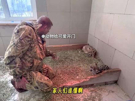 猛兽幼崽宫斗现场,小美洲豹为争宠学会撒娇,社恐小狮子被治愈