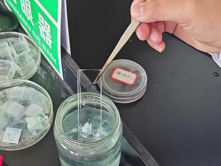 微生物学实验作业:革兰氏染色实验