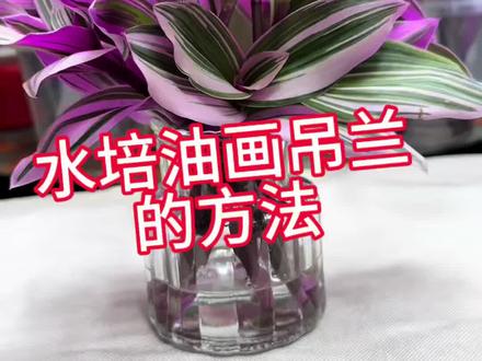 教大家水培油画吊兰 #油画吊兰#养花#花卉绿植#室内养花