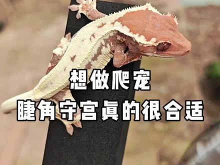 今年你看好睫角守宫么?#爬宠#守宫#睫角守宫#宠物